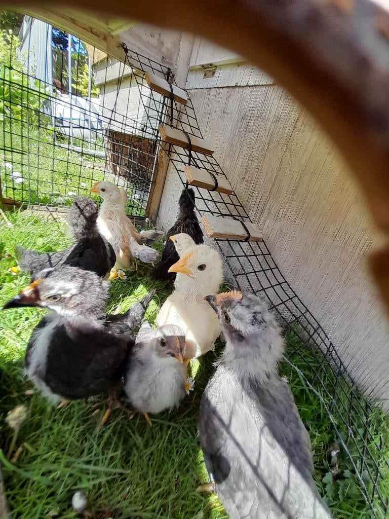 Kriel haantjes Chabo, Dieren en Toebehoren, Pluimvee, Geslacht onbekend, Kip