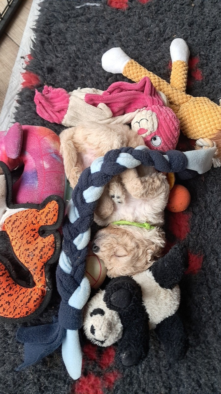 Multigen Bernedoodle Medium pups – enkele pups beschikbaar, Dieren en Toebehoren, Overige rassen, CDV (hondenziekte), 8 tot 15 weken