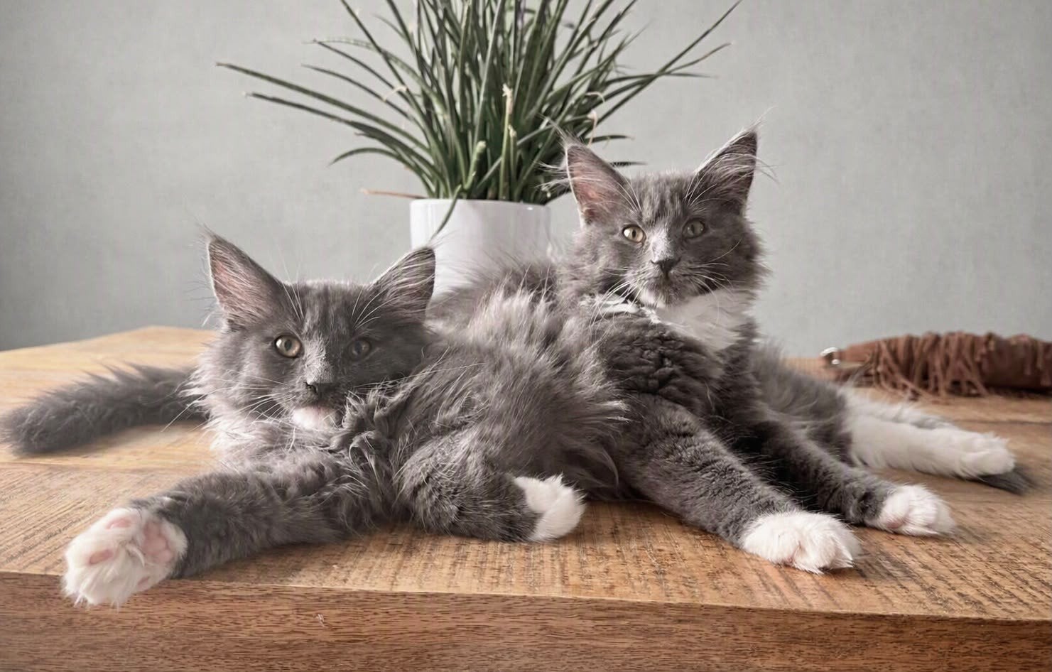 LAATSTE  XXL Maine Coon kitten zoekt een liefdevol thuis, Meerdere dieren, Ontwormd, 0 tot 2 jaar
