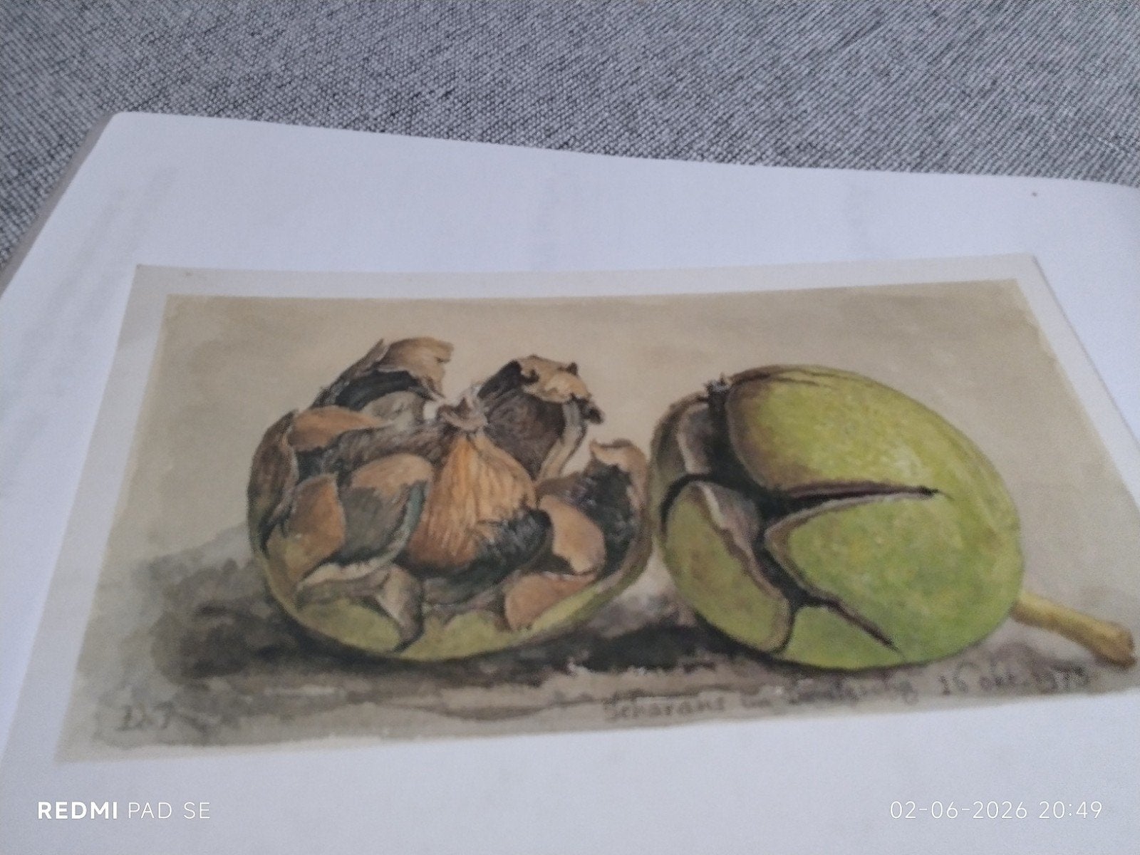Dirk van Gelder - Okkernoten in bolster (1973) - Aquarel, Ophalen of Verzenden, 1960 tot 1980, Overige thema's