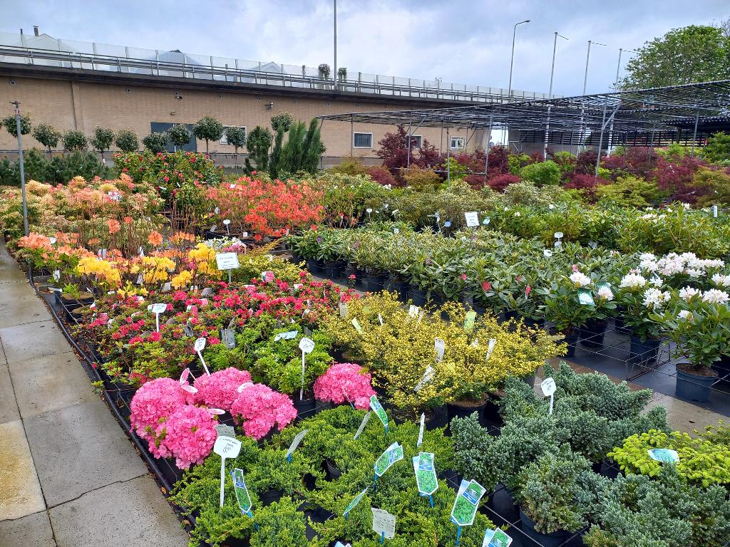 kwekerij in Boskoop tuinplanten voor hovenier en particulier, Tuin en Terras, Planten | Tuinplanten, Overige soorten, Volle zon