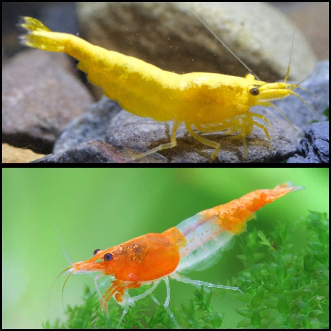 Oranje Rili en Ultra Gold garnalen 🦐, Kreeft, Krab of Garnaal