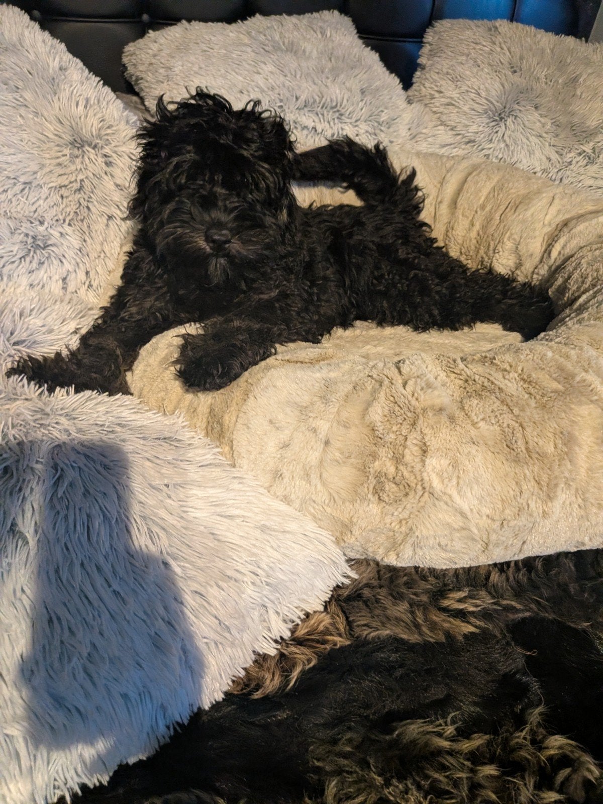 Mini Doodle – Mini Labradoodle  Toy Poedel – getest, Dieren en Toebehoren, Honden | Niet-rashonden, Reu, 8 tot 15 weken, Eén hond