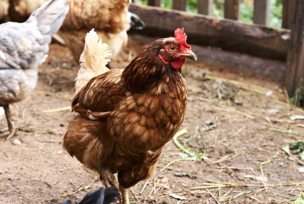 Oude leghen gratis op te halen, Dieren en Toebehoren, Pluimvee, Vrouwelijk, Kip