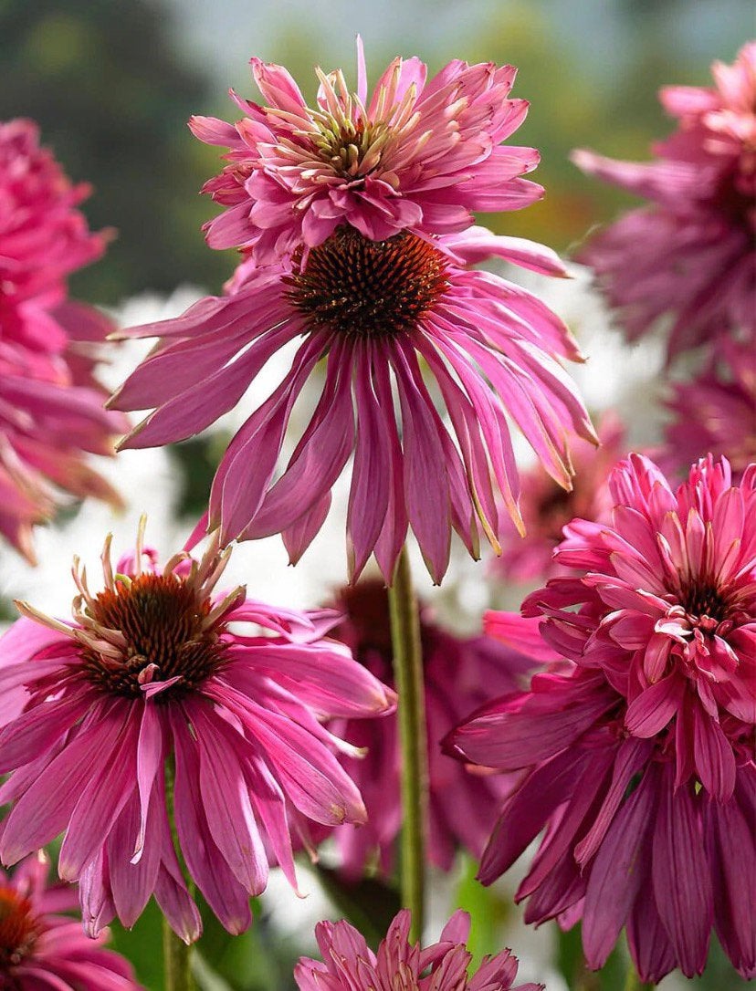 Echinacea purpurea 'Double Decker' (Rode Zonnehoed), Ophalen, Overige soorten, Volle zon