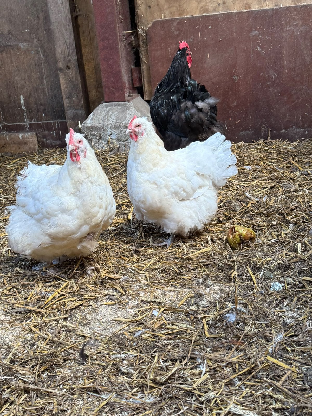 Volwassen orpington trio!, Meerdere dieren, Kip