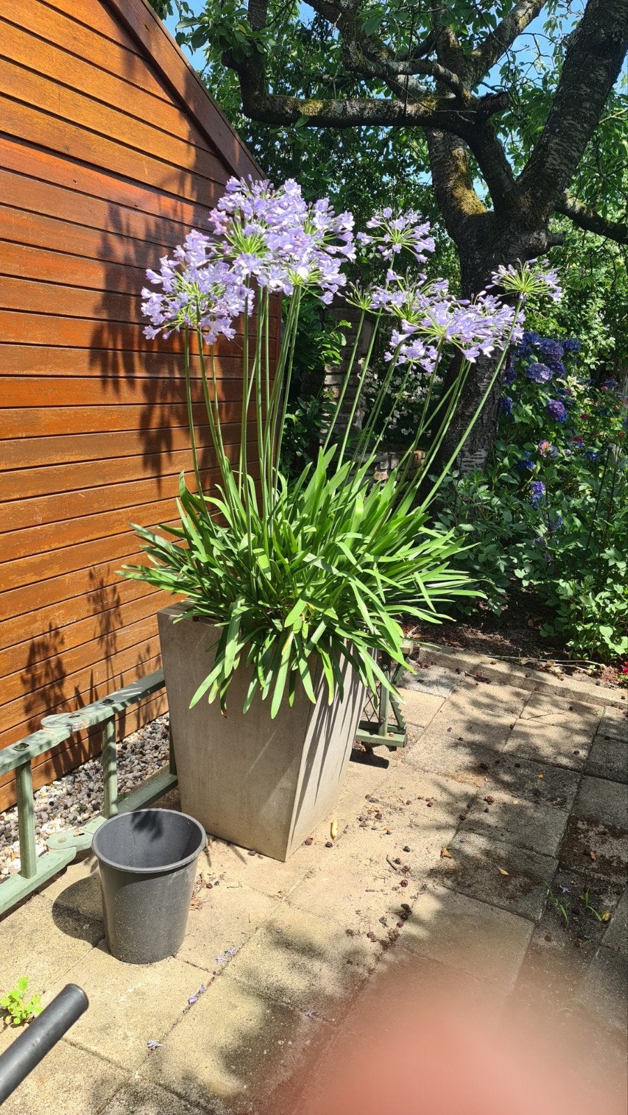 Agapanthus in grote bloempot - Afrikaanse Lelie, Gebruikt, Minder dan 60 cm, Vierkant, Ophalen of Verzenden