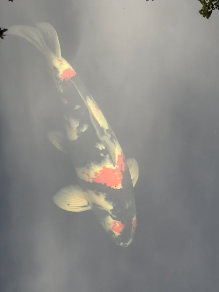 Showa Ogata, Karper of Koi