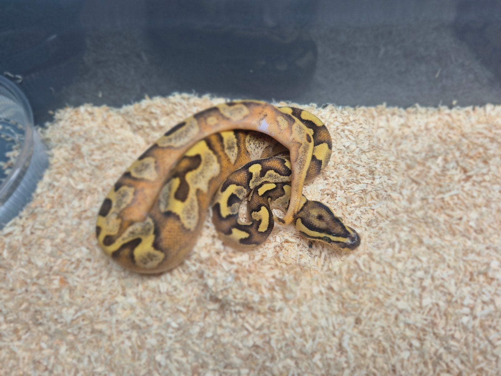 ballpython / python regius nakweek 2026 Ball Python photo 5