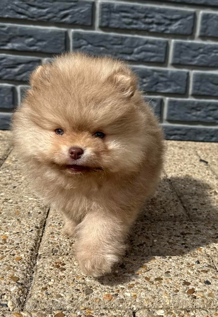 100% pomeriaan puppy’s, uniek zie omschrijving., Dieren en Toebehoren, Parvo, Keeshond, 8 tot 15 weken, Meerdere