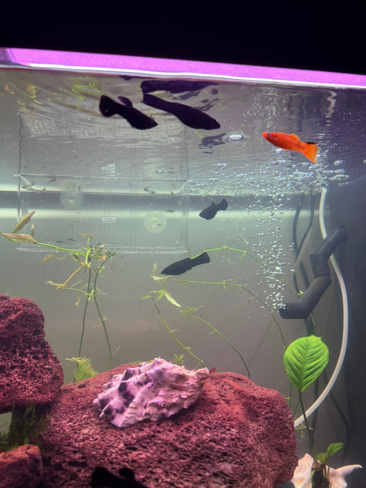 Black molly vis, Vis
