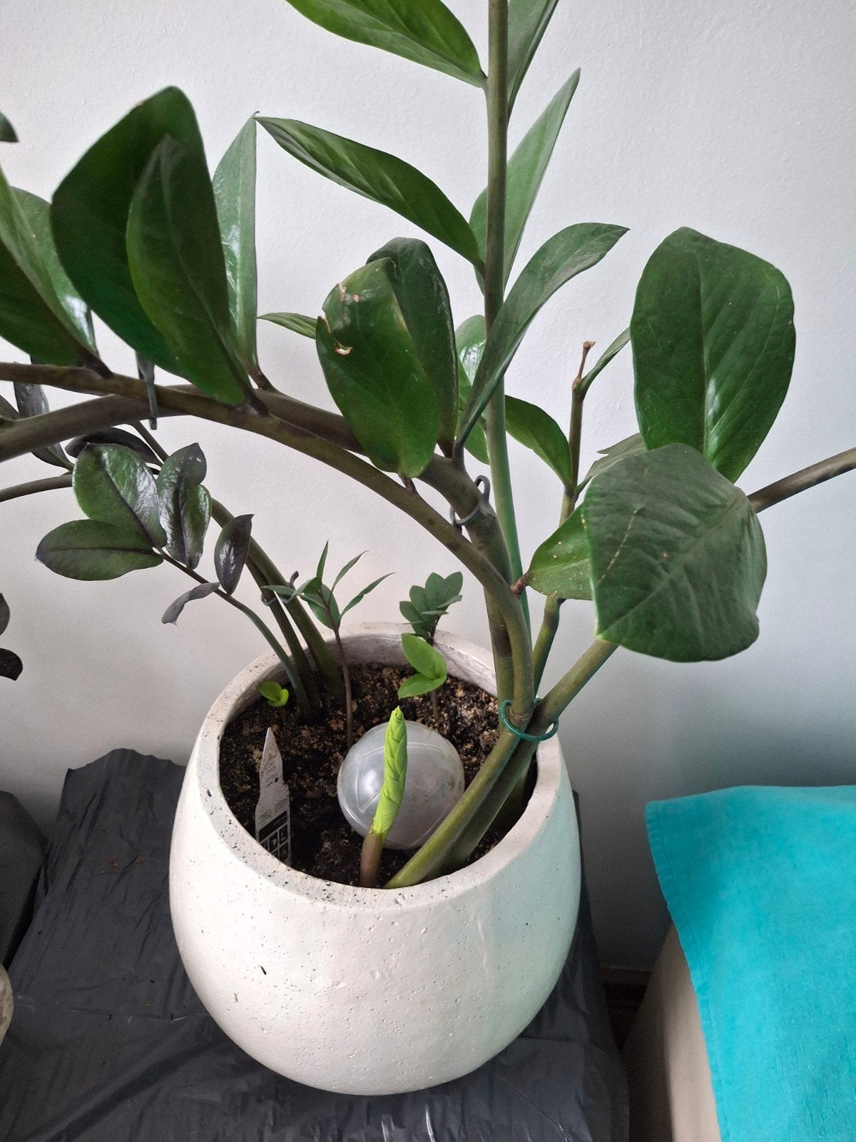 Kamerplant, Ophalen, Halfschaduw, In pot, Minder dan 100 cm