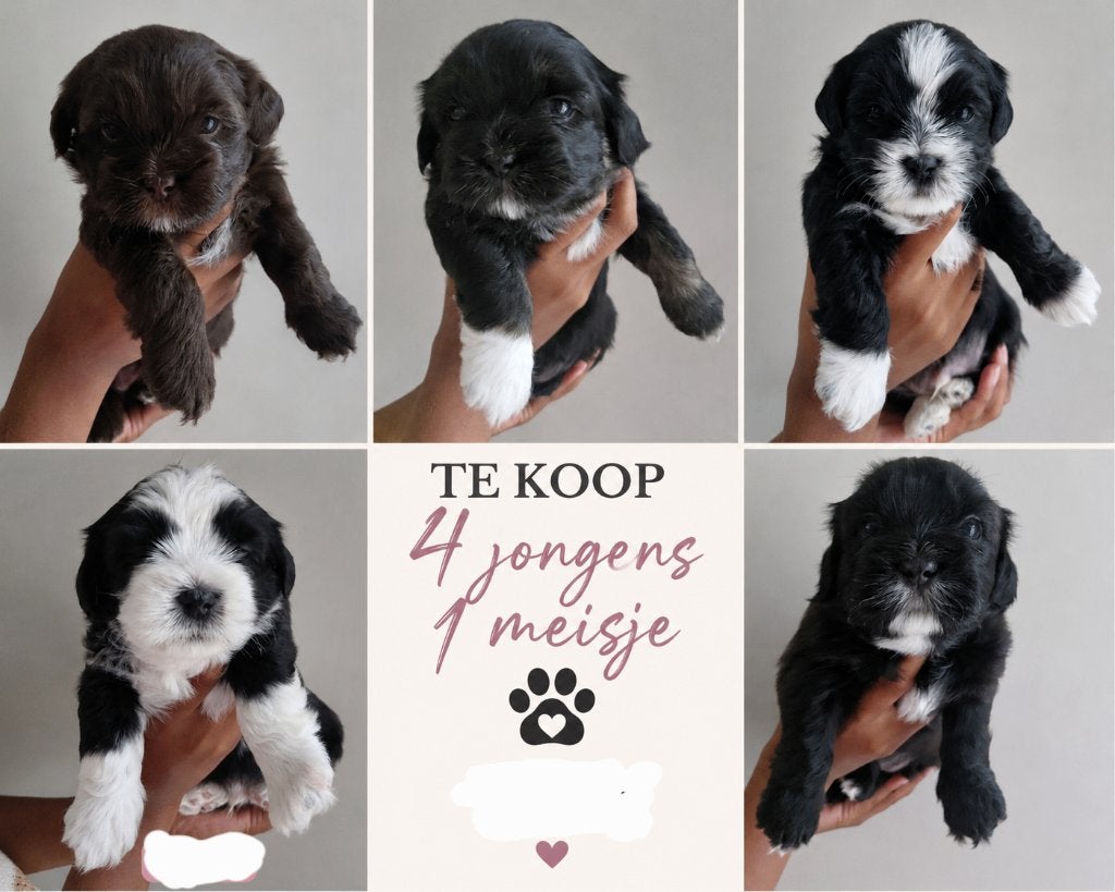 Boomer pups 4 reutje te koop, Dieren en Toebehoren, Honden | Chihuahua's en Gezelschapshonden, Overige rassen, 8 tot 15 weken