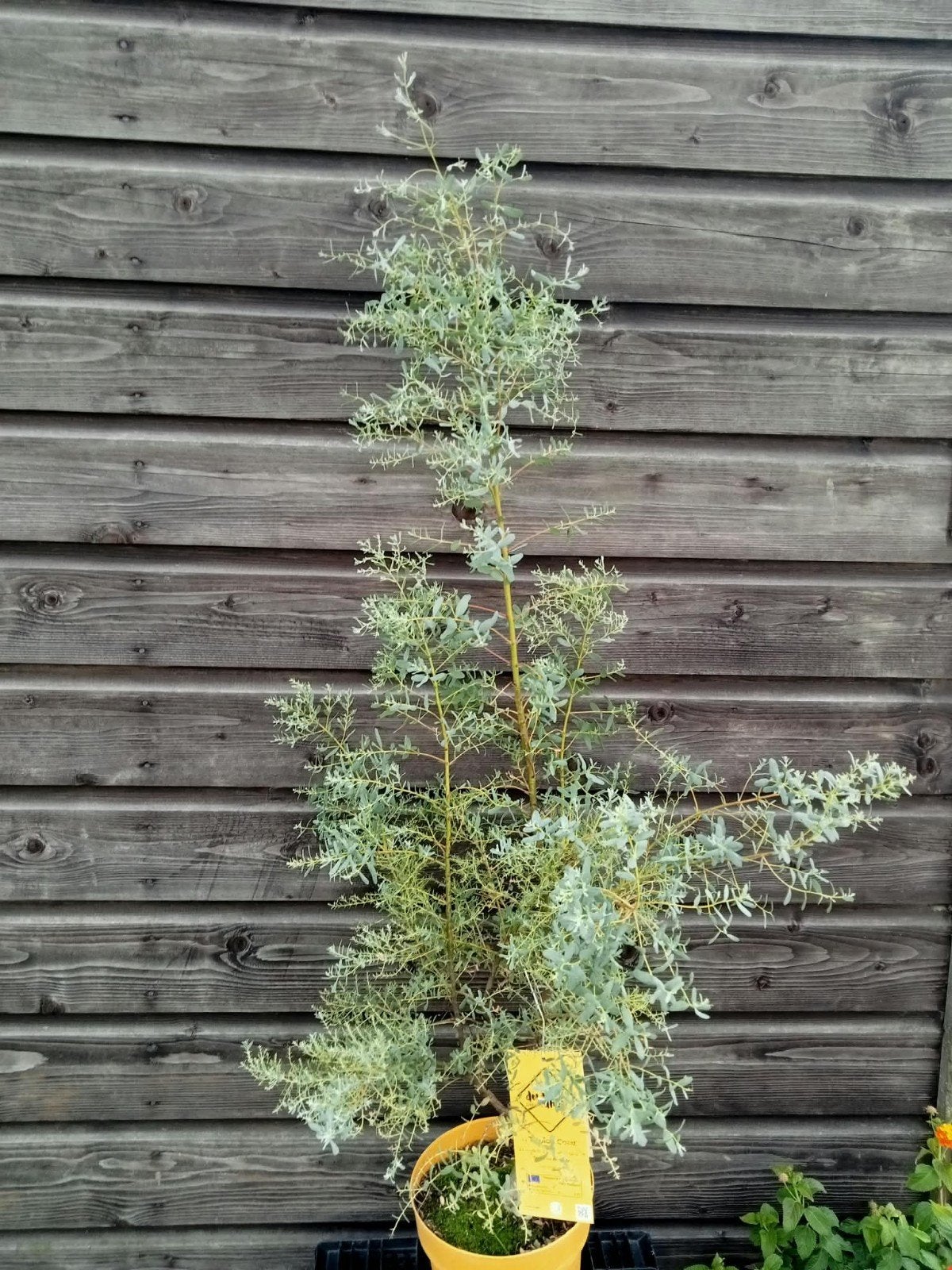 Eucalyptus plant, Ophalen of Verzenden, Overige soorten, Volle zon
