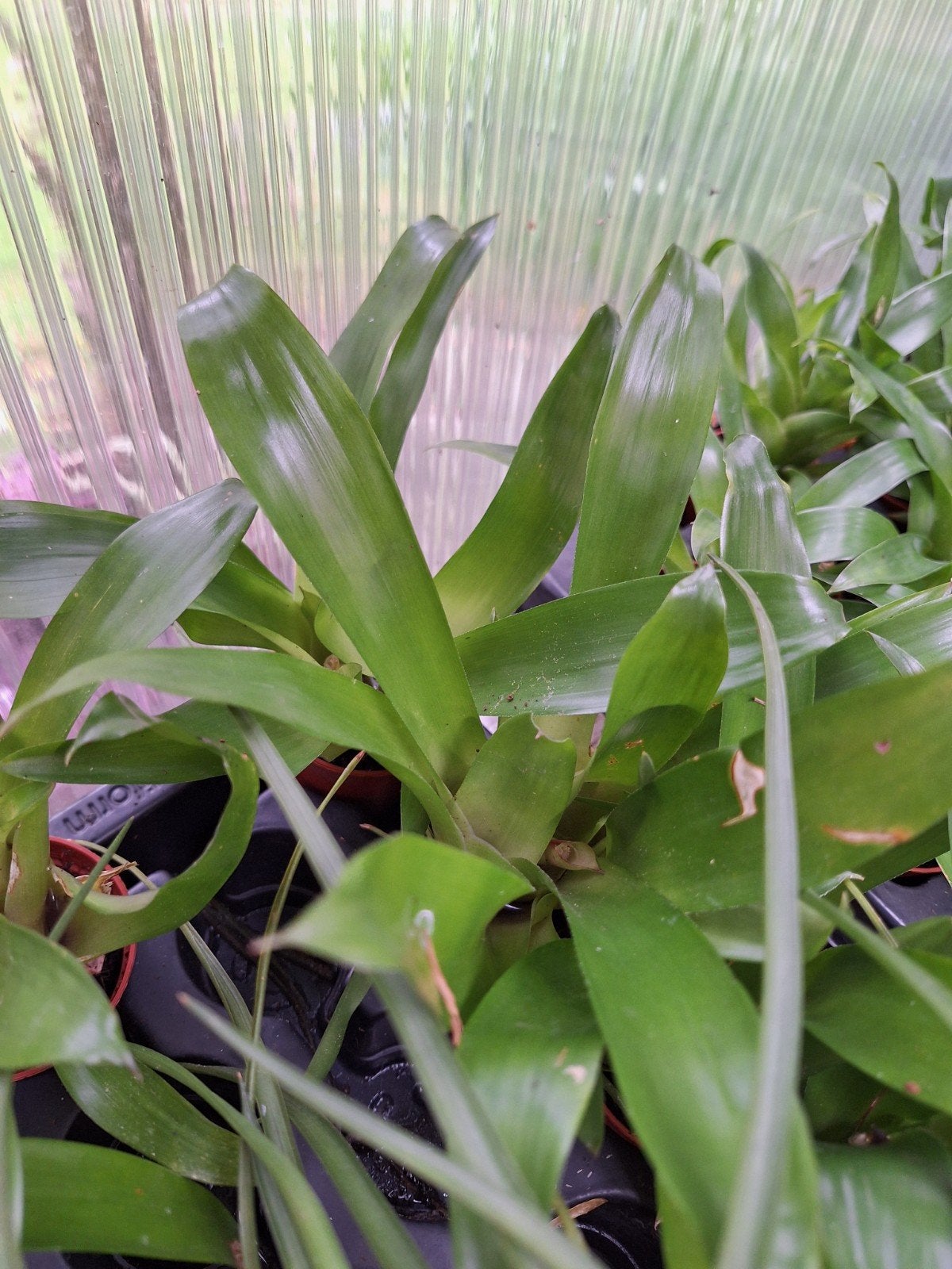 mini bromelia's, Ophalen of Verzenden, Halfschaduw, Minder dan 100 cm
