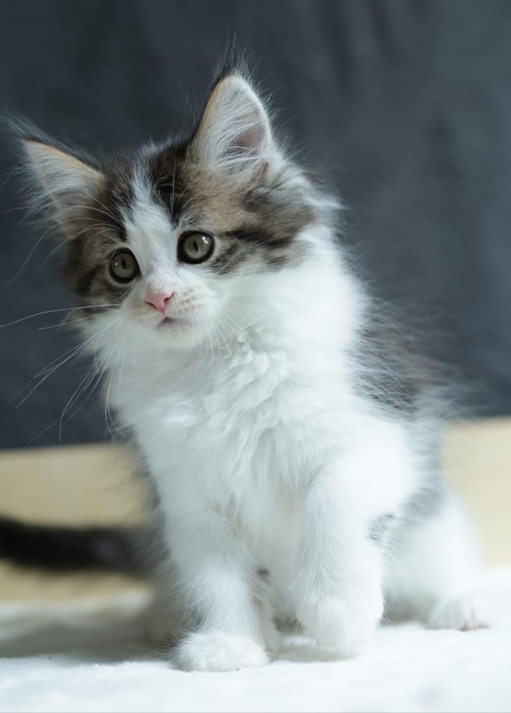 (Maine Coon Mix) Lief Poesje Bella – Black Tabby & White, Poes, Ontwormd, 0 tot 2 jaar