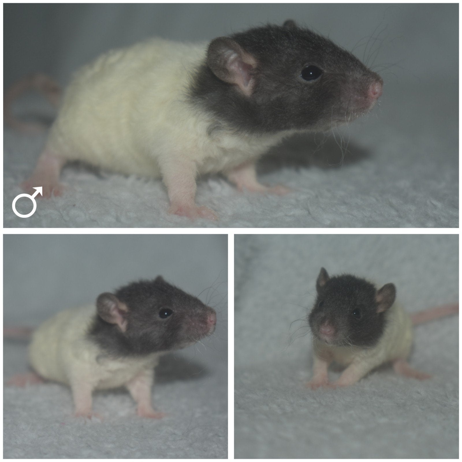 Ratjes,ratten, rittens, rex, mannetjes, Dieren en Toebehoren, Rat, April, Mannelijk, Tam