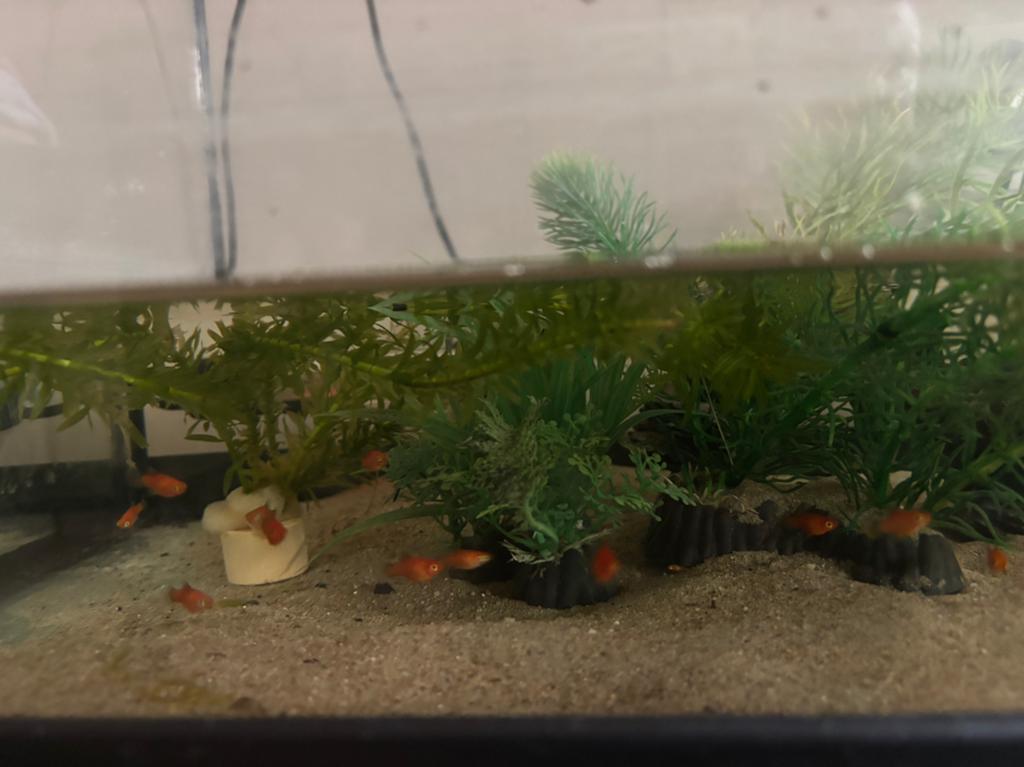 Platy’s vissen, Dieren en Toebehoren, 0 tot 2 jaar