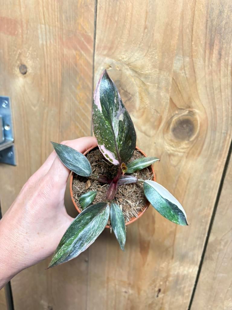Philodendron pink princess tricolor mint albo roze marble, Ophalen of Verzenden, Halfschaduw, Minder dan 100 cm