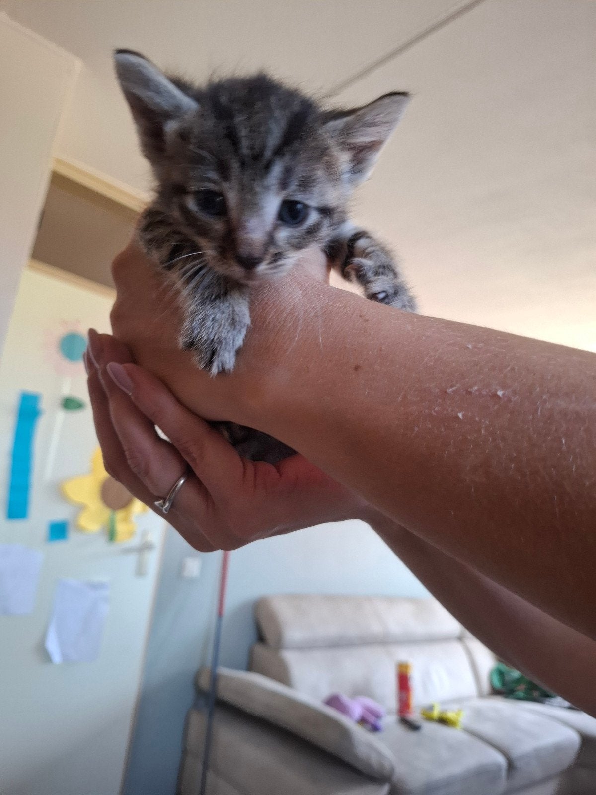 6 kittens half oosterse korthaar, Dieren en Toebehoren, Meerdere dieren