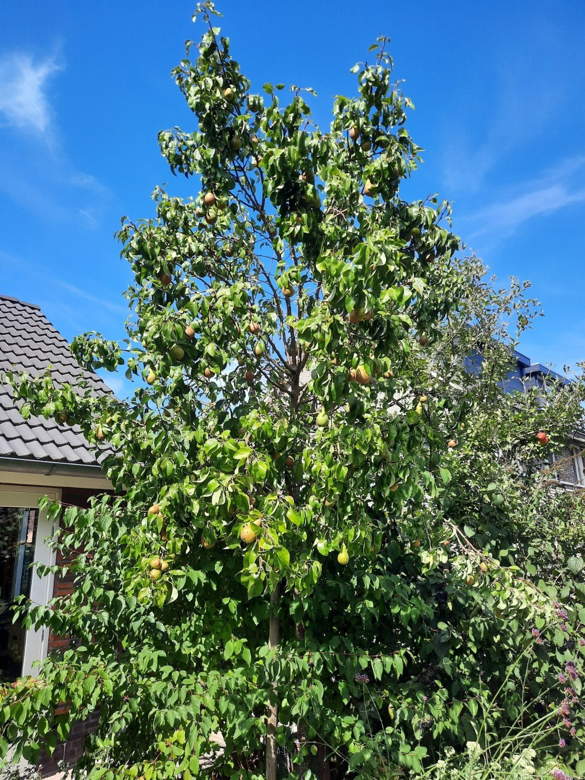 Perenbomen, Overige soorten, Lente, 250 tot 400 cm, Ophalen