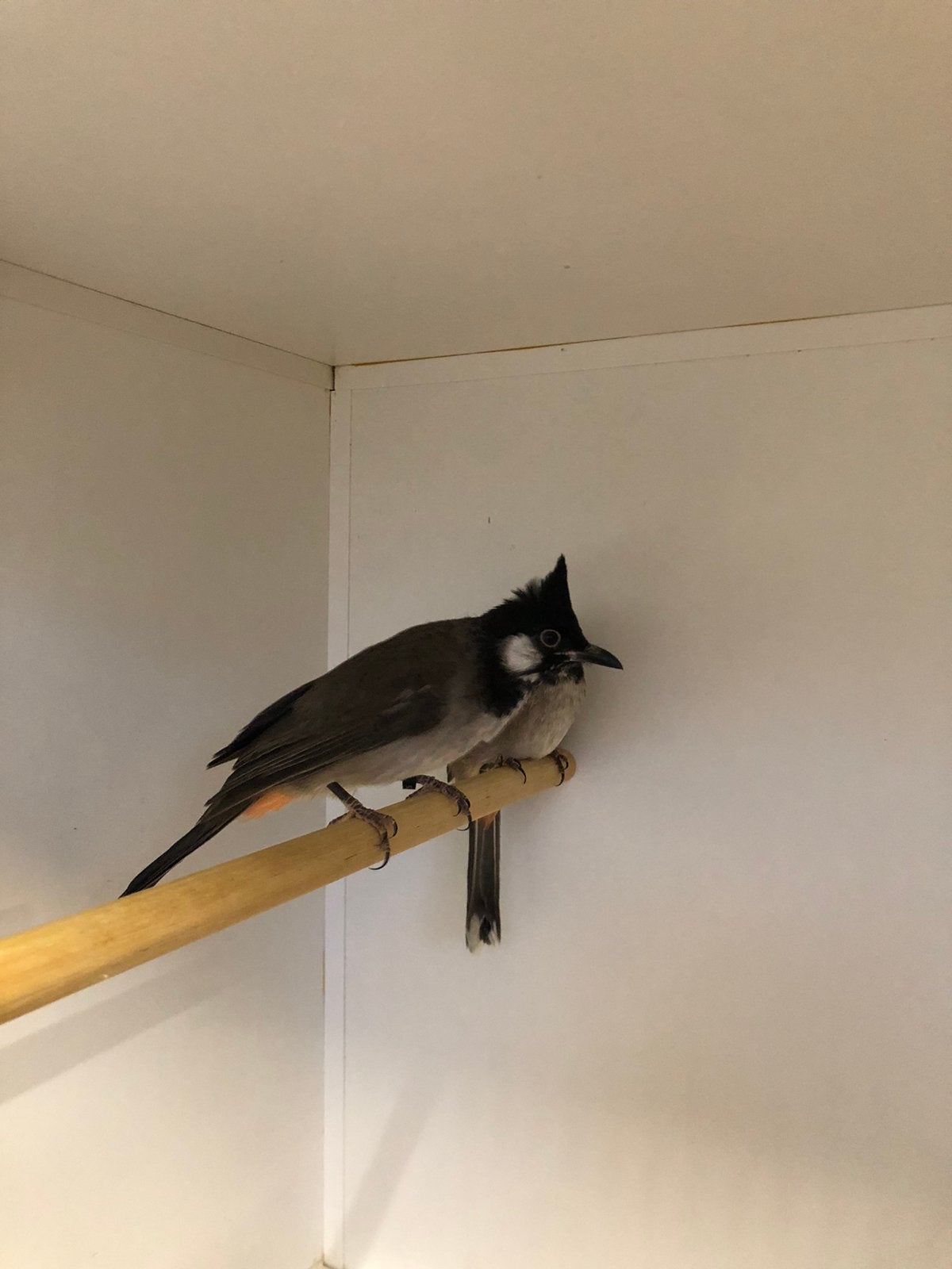 Div volière vogels, Meerdere dieren