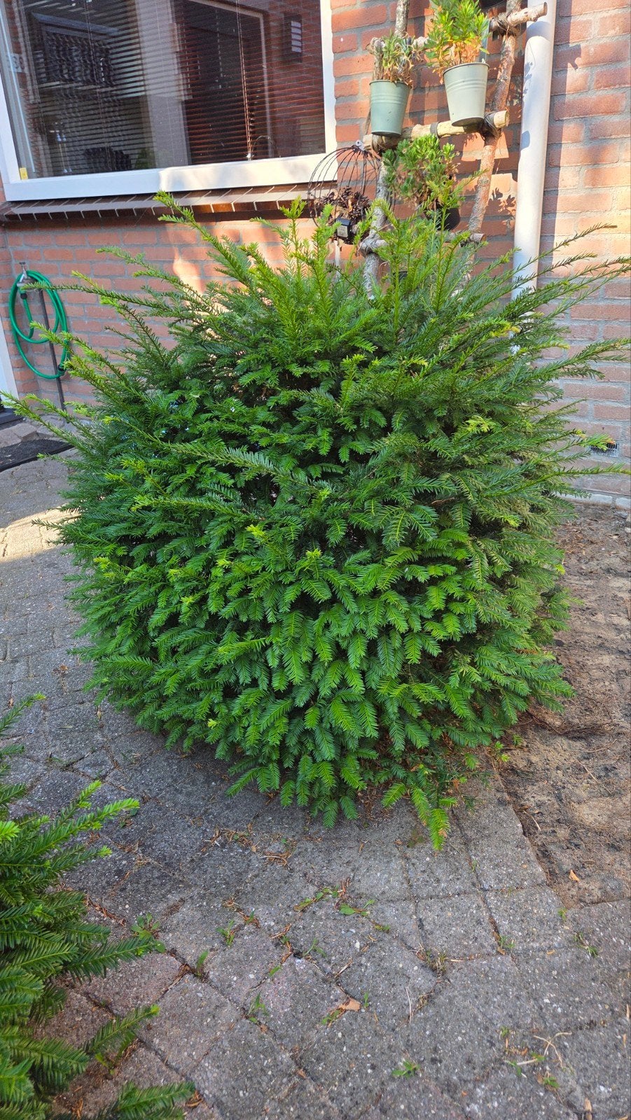 Taxus Baccata - Ideaal voor haag of solitaire struik, Tuin en Terras, Planten | Tuinplanten, Vaste plant, Bloeit niet, Halfschaduw