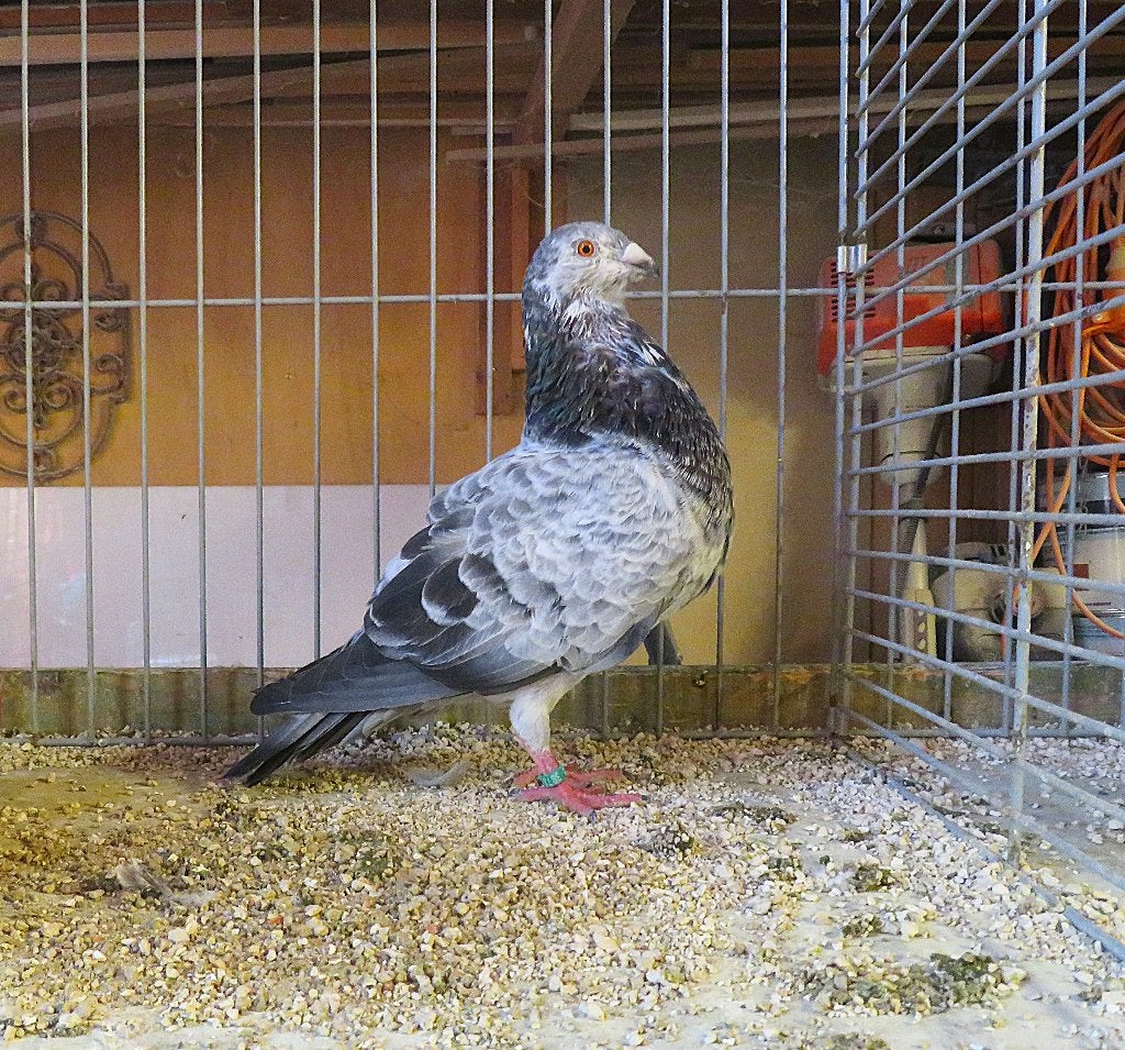 Gorguero duivinnen, Dieren en Toebehoren, Vrouwelijk, Kropper