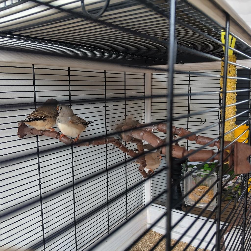 Zebravinken, Dieren en Toebehoren, Ophalen, Nieuw, Overige typen