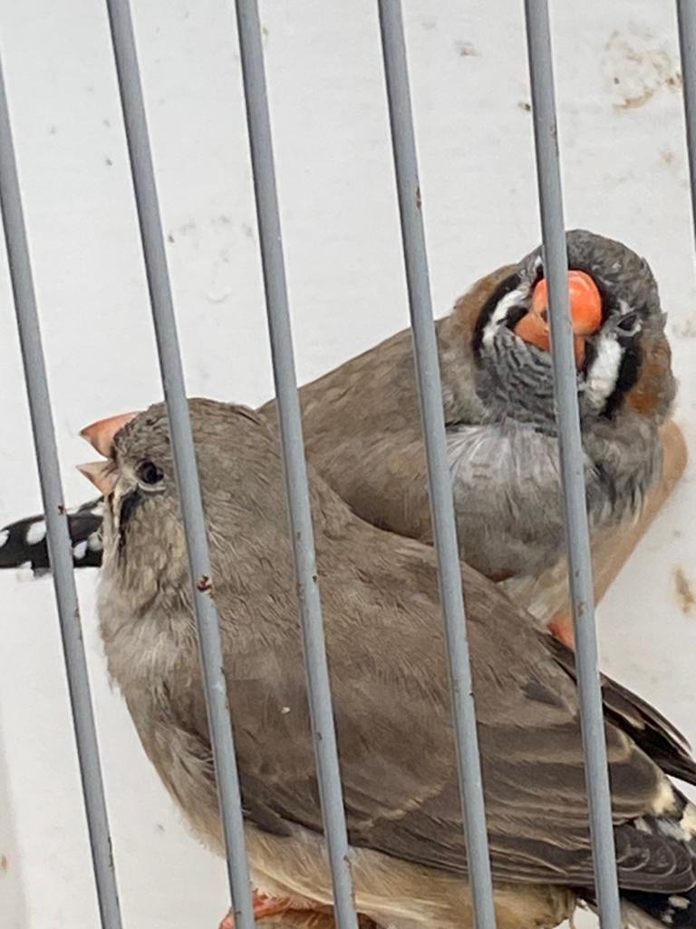 Zebravinken, Dieren en Toebehoren, Vogels | Overige Vogels, Meerdere dieren