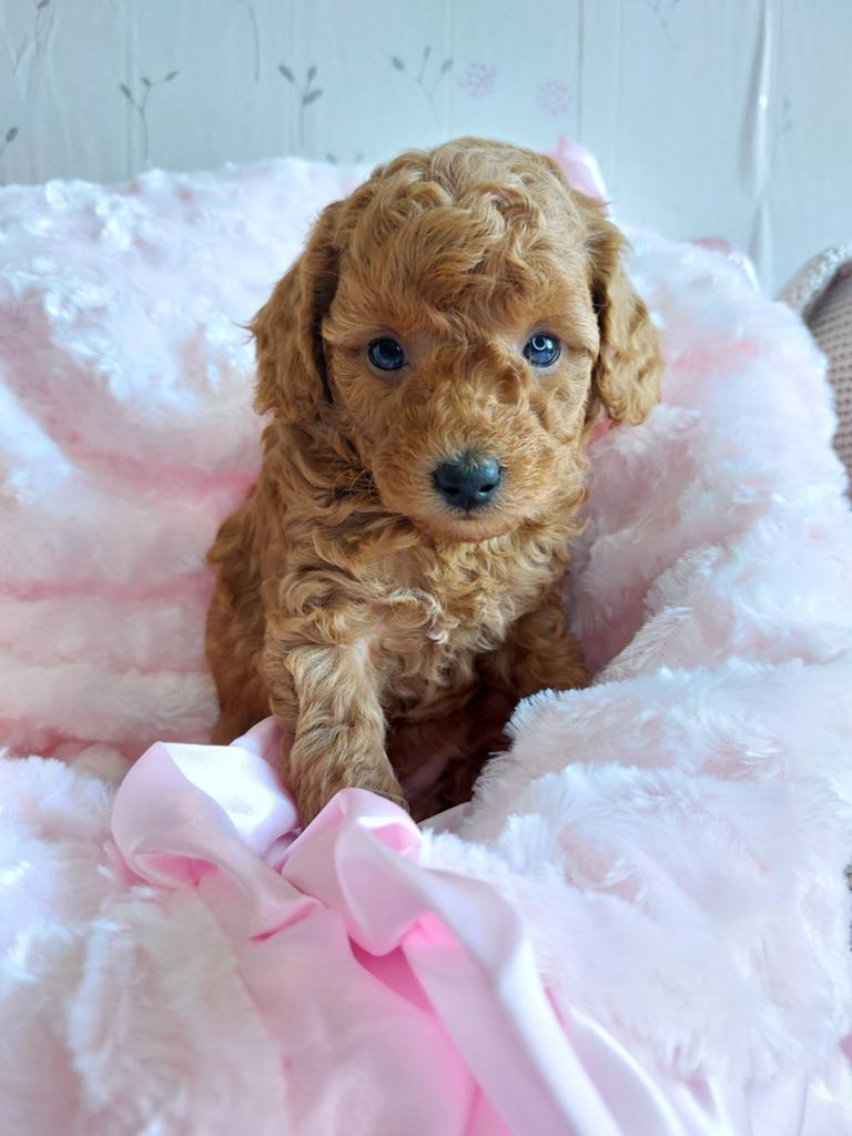 Toy/dwergpoedel pups, Dieren en Toebehoren, Poedel, 8 tot 15 weken, Meerdere dieren, Eén hond