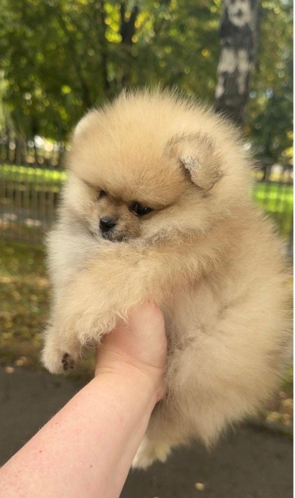 Pomeriaan pup reutje Cream Sable – Bear type, Keeshond, Reu, 8 tot 15 weken, Buitenland