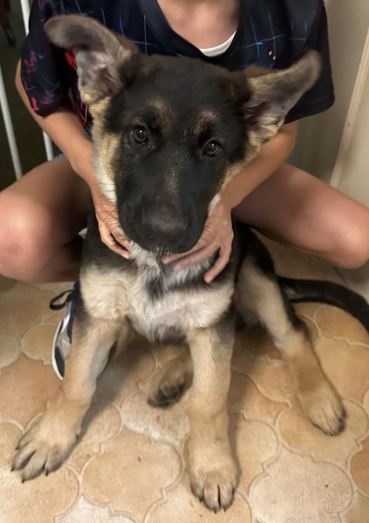 Pups, Dieren en Toebehoren, Parvo, België, Particulier, Reu