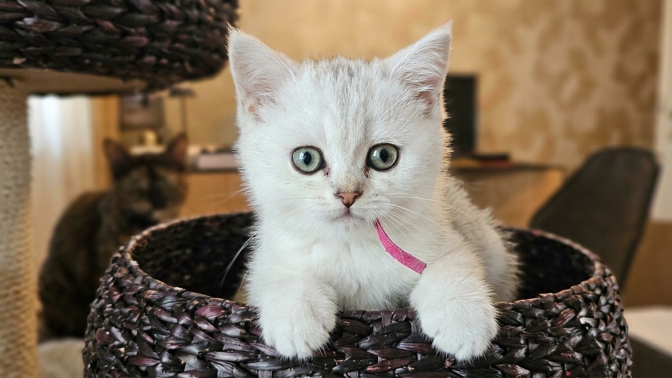 Britse korthaar silver shaded, Meerdere dieren, Gechipt, 0 tot 2 jaar