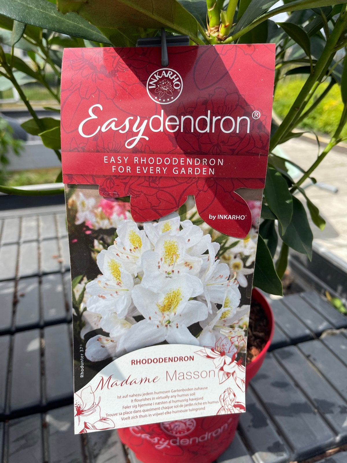 Rhododendron Madame Masson - Prachtige Witte Bloemen, Vaste plant, Halfschaduw, Lente, Ophalen