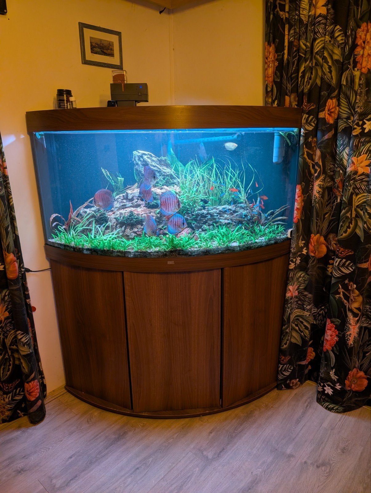 Juwel Trigon 350 compleet, Chihiros WRGB, Eheim 1200XL, CO₂, Dieren en Toebehoren, Ophalen, Inclusief vissen, Juwel, Gevuld zoetwateraquarium