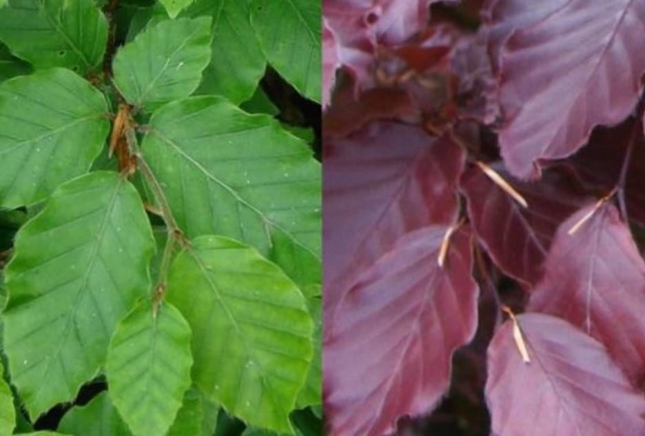 Fagus sylvatica☘️🍁 groene & rode  beuken ☘️, Tuin en Terras, Ophalen, Beukenhaag, 100 tot 250 cm