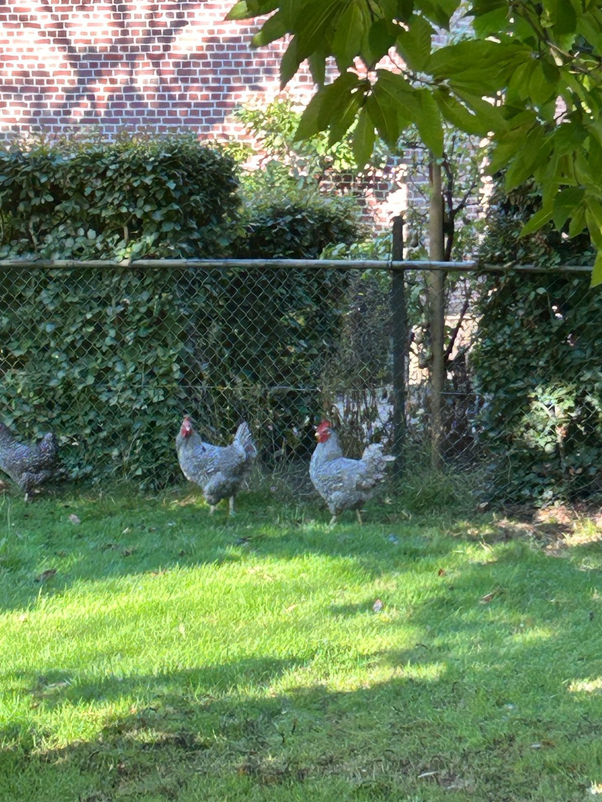 Te koop prachtige hanen. Noord hollandse hoender, Dieren en Toebehoren, Pluimvee