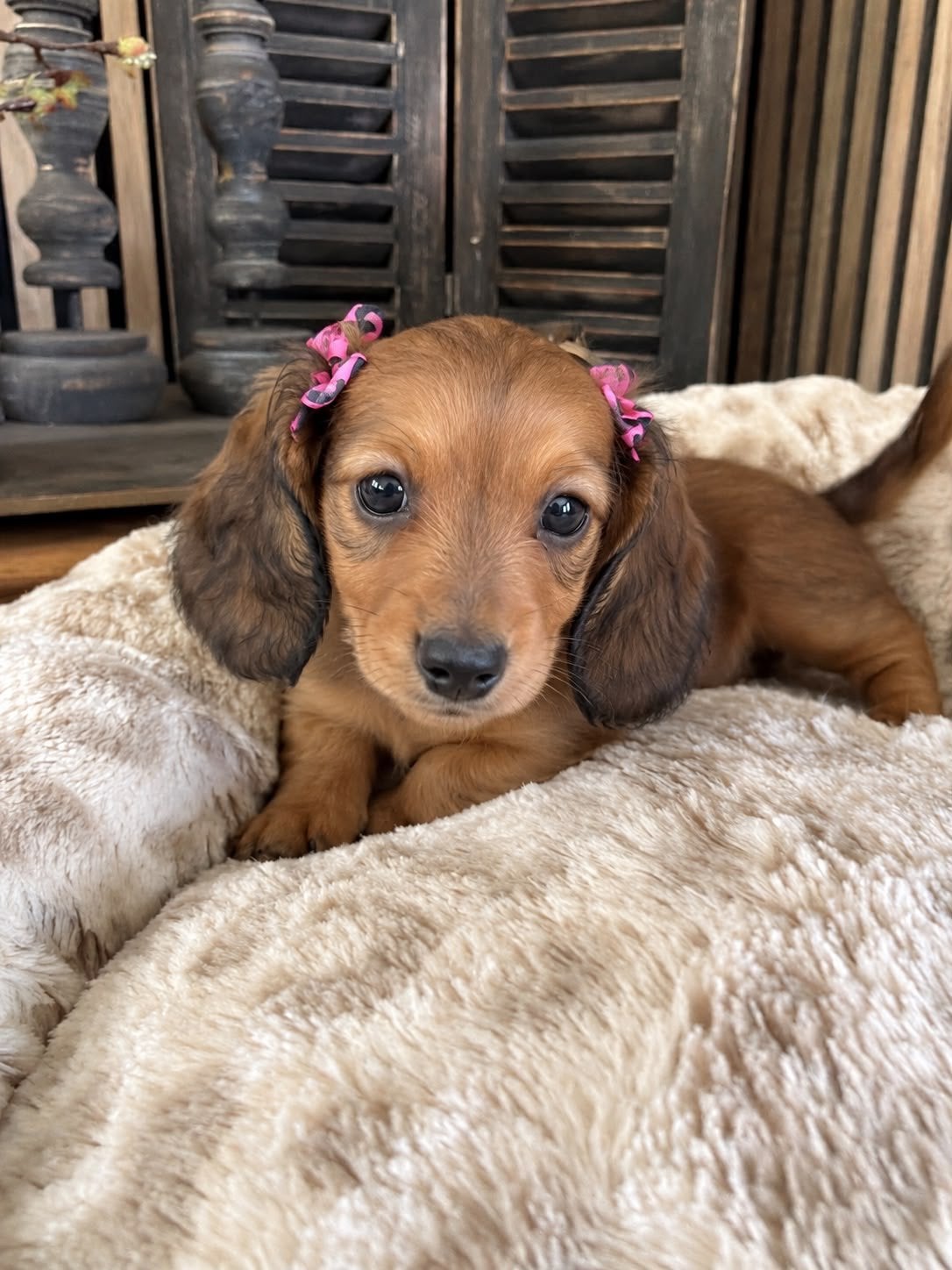Prachtige langharige dwerg teckels pups, 8 tot 15 weken, Dwerg, Langhaar, Meerdere dieren