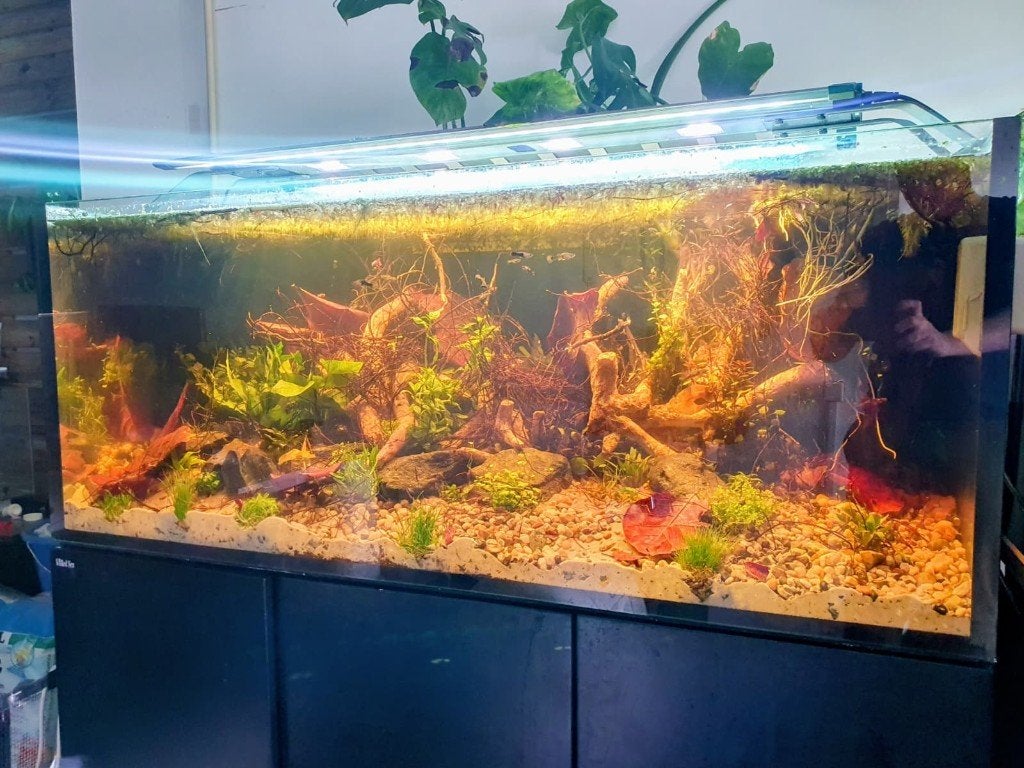 Gratis af te halen: RedSea Reefer500 incl. Sump&Maxspect LED, Ophalen, Red Sea, Gevuld zoetwateraquarium, Gebruikt