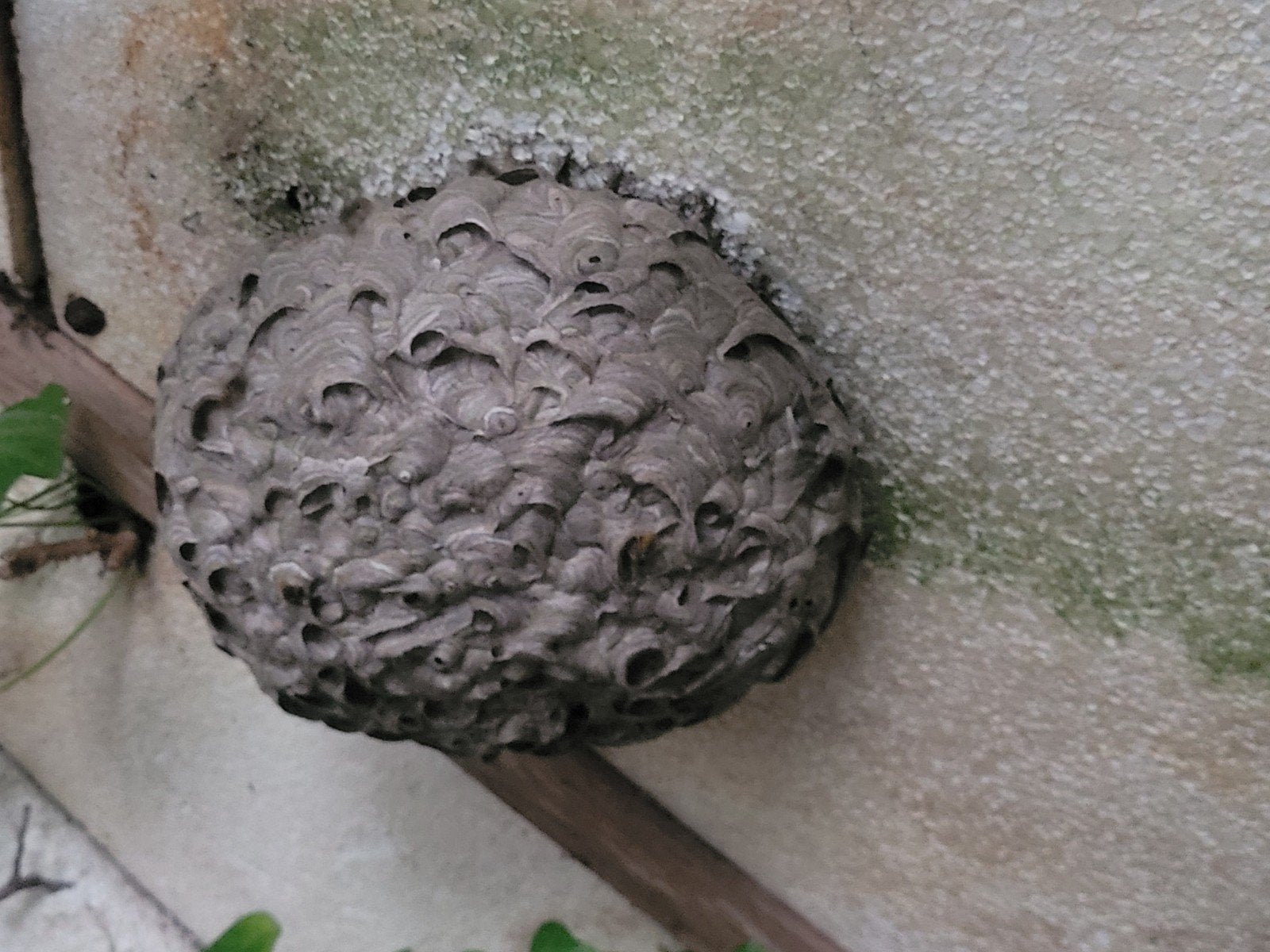 mollen en wespen bestrijding, Overige soorten