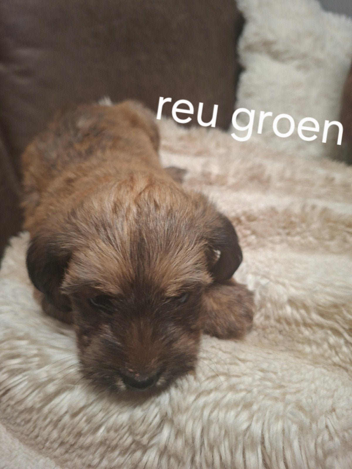 puppies shih mama mix papa, Dieren en Toebehoren, CDV (hondenziekte), 8 tot 15 weken, Meerdere, Meerdere dieren