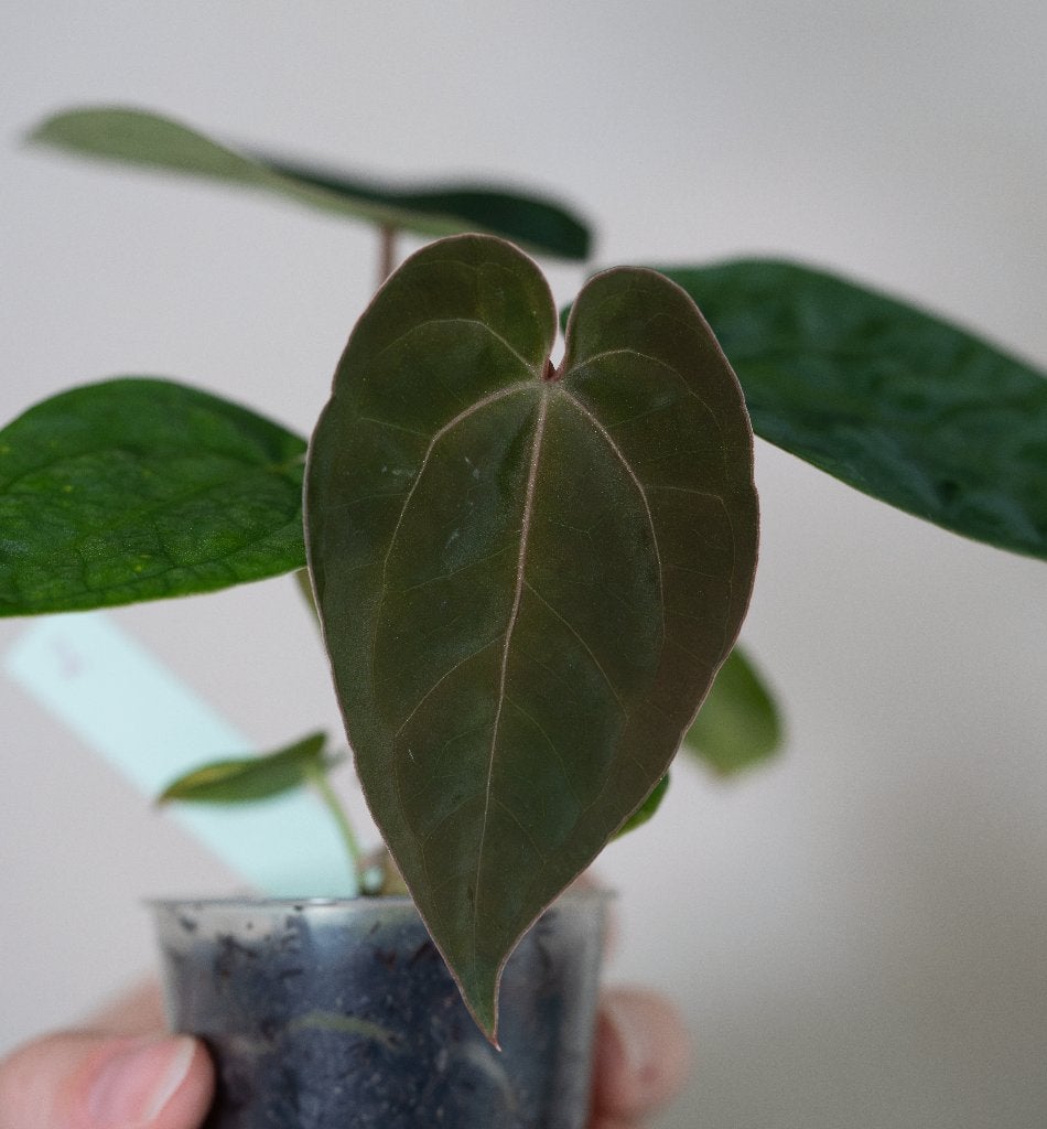 Anthurium Michelle x Papillilaminum zaailing #2, Overige soorten, Minder dan 100 cm, Groene kamerplant, Halfschaduw