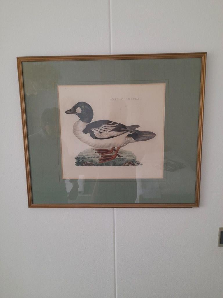 Vintage Eendenprint 'Anas Clangula' in Gouden Lijst, Antiek en Kunst, Kunst | Etsen en Gravures, Ophalen