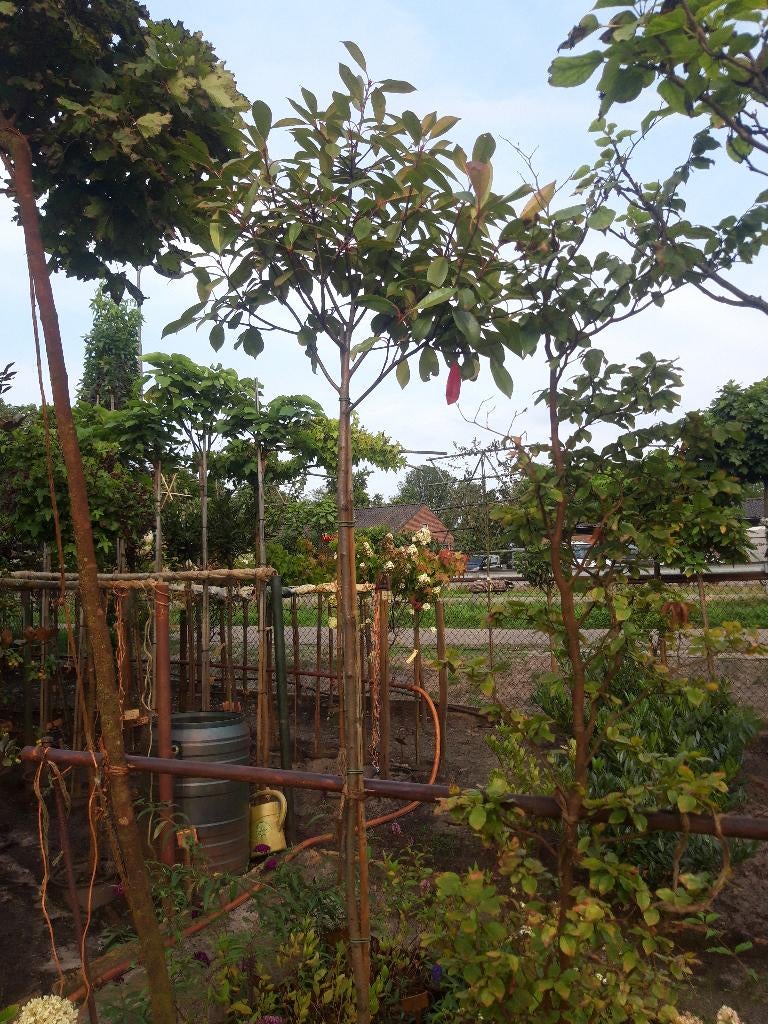 Photinia fras. Red Robin op stam 180 cm in pot, Lente, 100 tot 250 cm, Ophalen, Volle zon