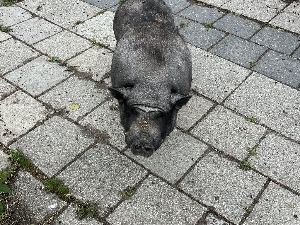 Varken zoekt nieuwe baas, Geslacht onbekend, Varken, 6 jaar of ouder