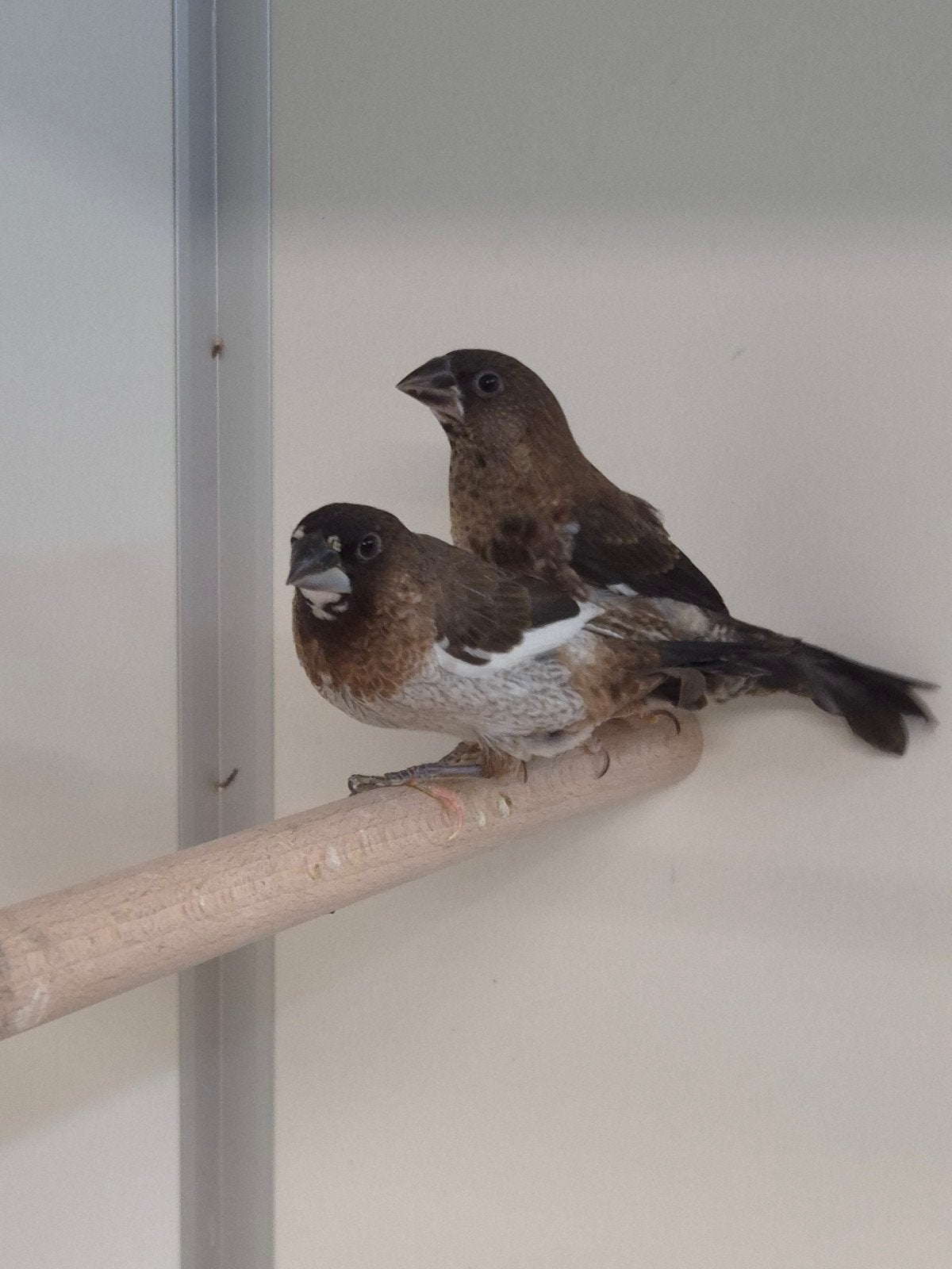 Ruime keuze Japanse meeuwen, Meerdere dieren, Tropenvogel