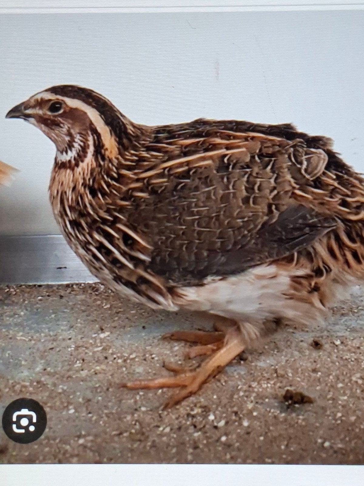 Kwartels gratis af te halen, Dieren en Toebehoren, Mannelijk