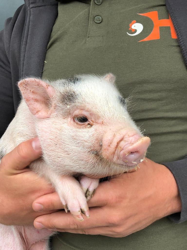 Bonte minivarkens | Tamme biggen | Passend advies, Dieren en Toebehoren, Meerdere dieren, Overige soorten