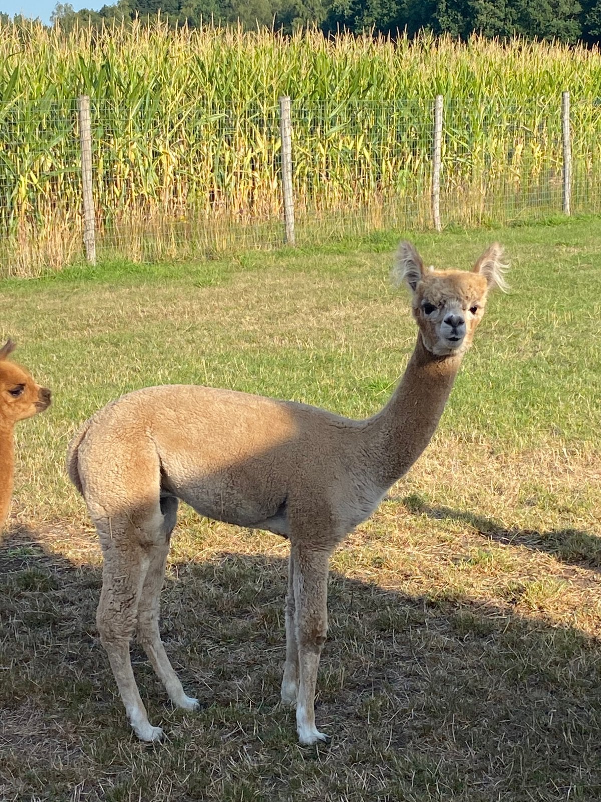 Alpaca hengst 1 jaar oud, Juni, Mannelijk
